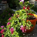 Apartman Castello Bellos *