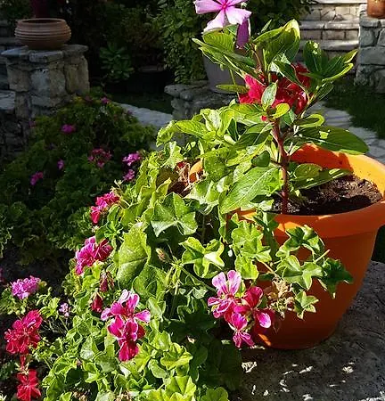 Apartament Castello Bellos *